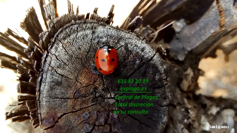 Control de Plagas EXPLAGA