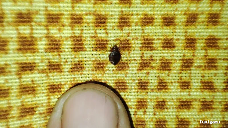 Control de Plagas EXPLAGA