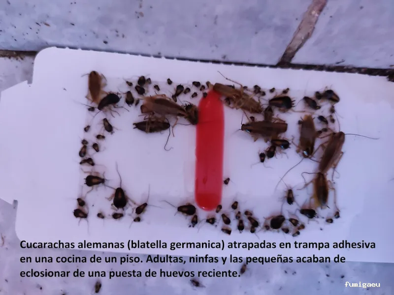 Control de Plagas EXPLAGA