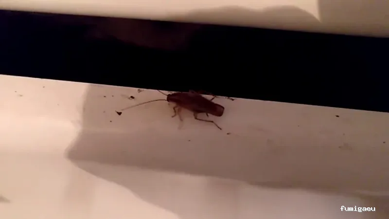 Control de Plagas EXPLAGA