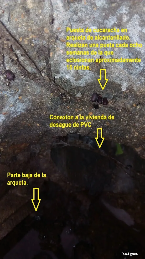 Control de Plagas EXPLAGA