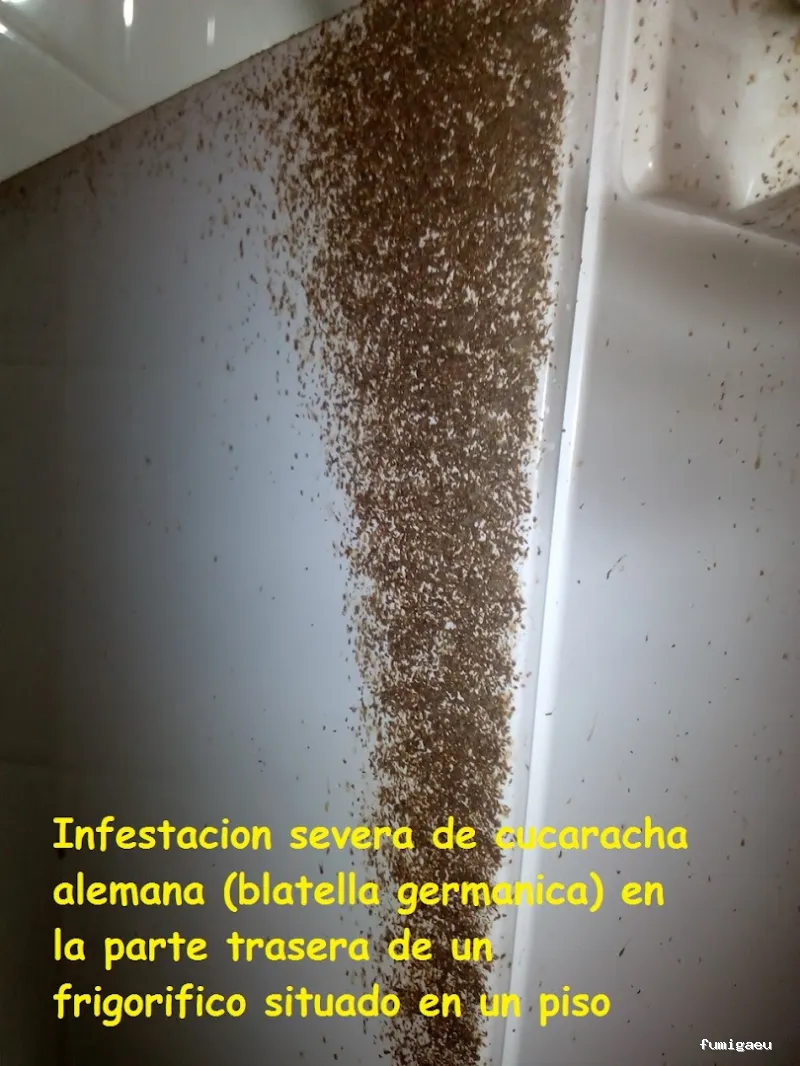 Control de Plagas EXPLAGA