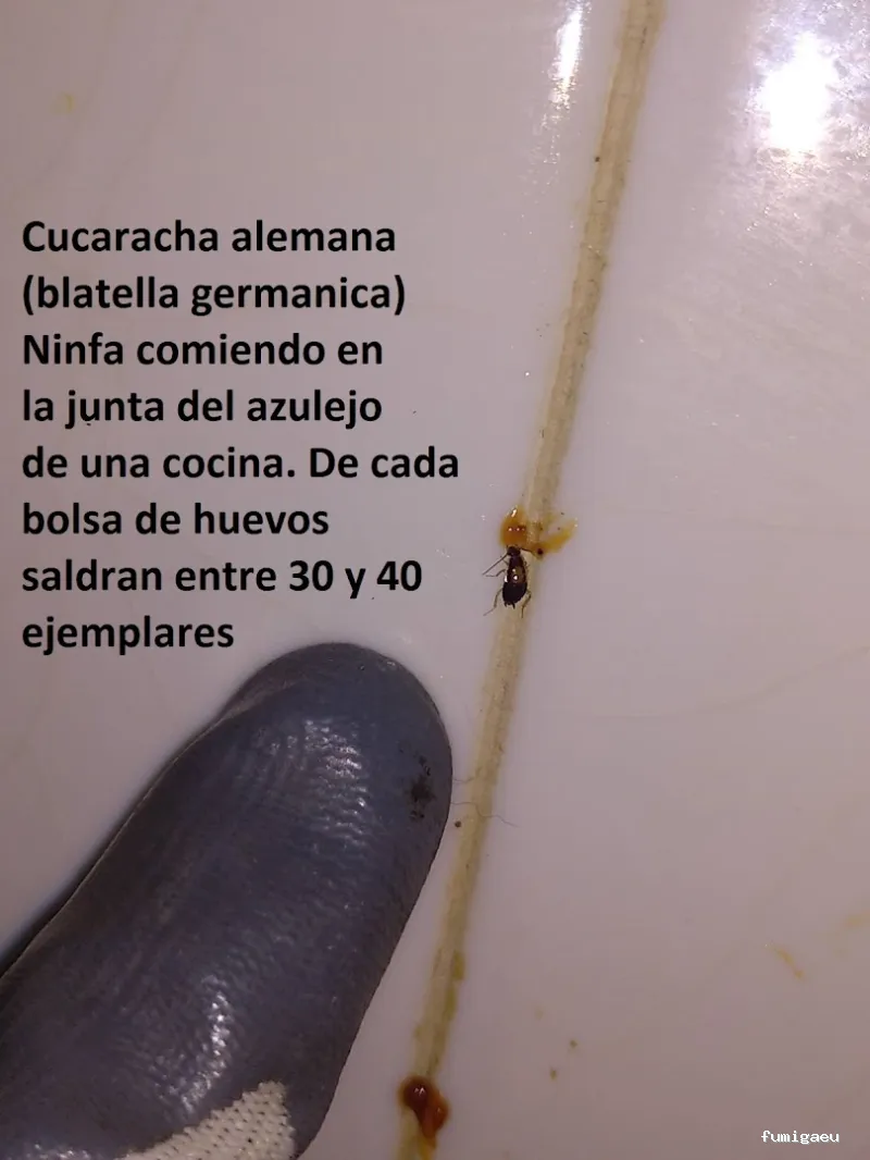 Control de Plagas EXPLAGA