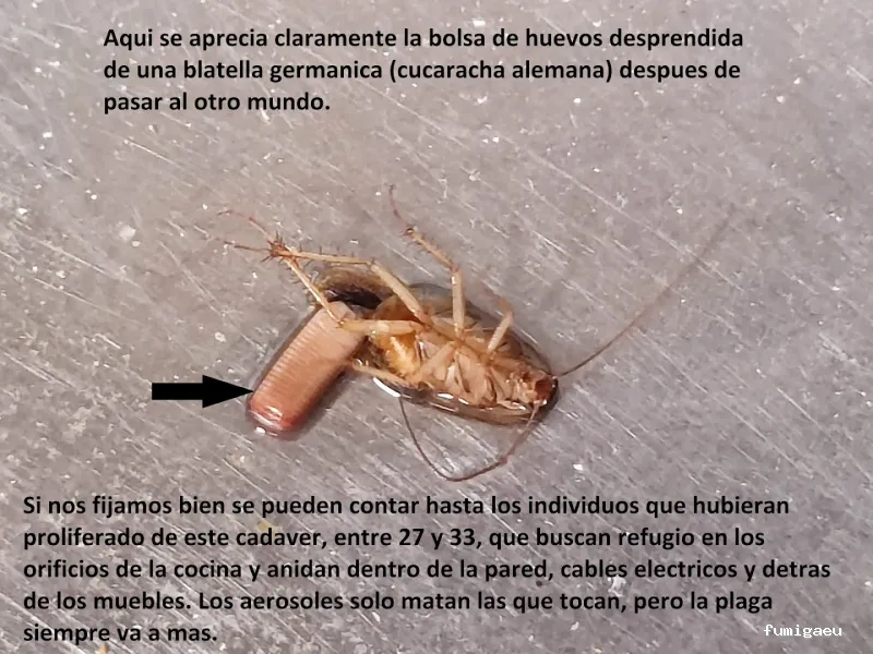 Control de Plagas EXPLAGA