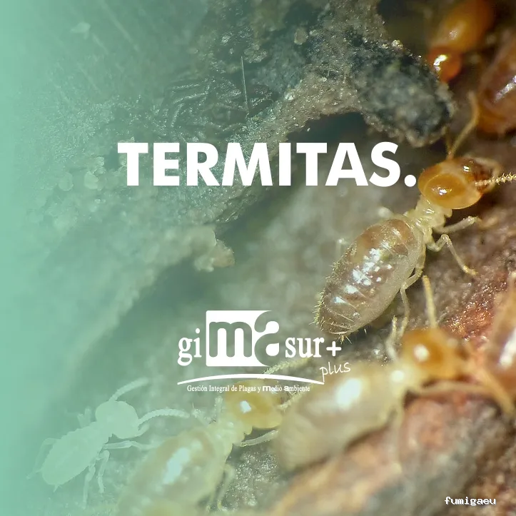 Gimasur - Control de Plagas y Legionella en Málaga