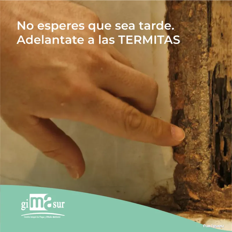 Gimasur - Control de Plagas y Legionella en Málaga