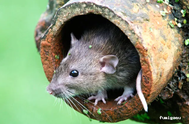 Sanitersur Control de Plagas SL