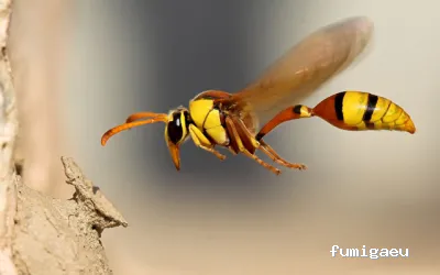 Sanitersur Control de Plagas SL