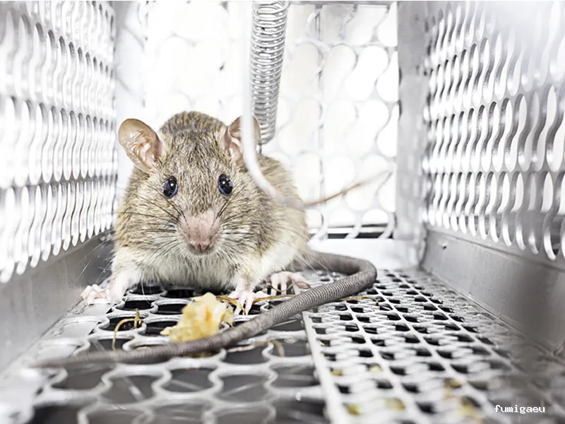 DESRATIZACIONES GRUPO MUÑOZ S.L