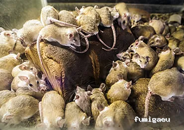 DESRATIZACIONES GRUPO MUÑOZ S.L