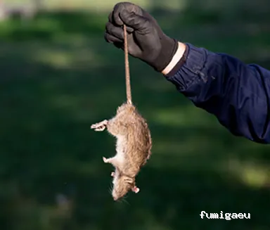 DESRATIZACIONES GRUPO MUÑOZ S.L