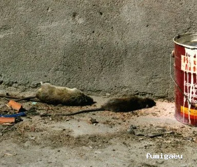 DESRATIZACIONES GRUPO MUÑOZ S.L