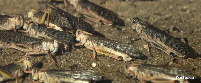 DESRATIZACIONES GRUPO MUÑOZ S.L