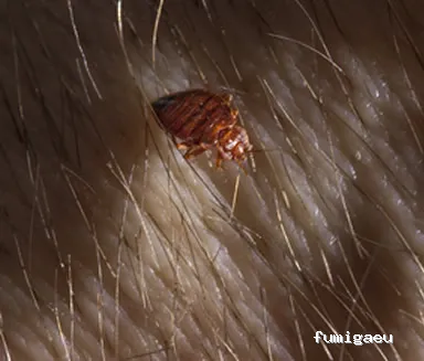 DESRATIZACIONES GRUPO MUÑOZ S.L