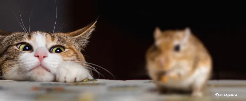 DESRATIZACIONES GRUPO MUÑOZ S.L