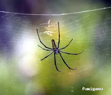 DESRATIZACIONES GRUPO MUÑOZ S.L