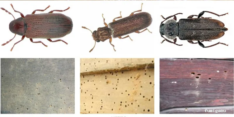 Desinfecciones Ramiro .