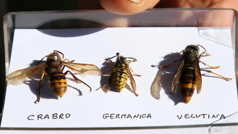 Desinfecciones Ramiro .