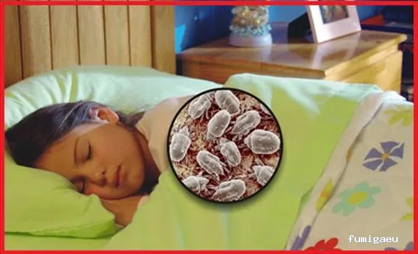 Desinfecciones Ramiro .