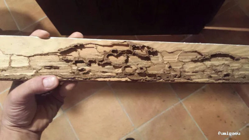 Desinfecciones Ramiro .