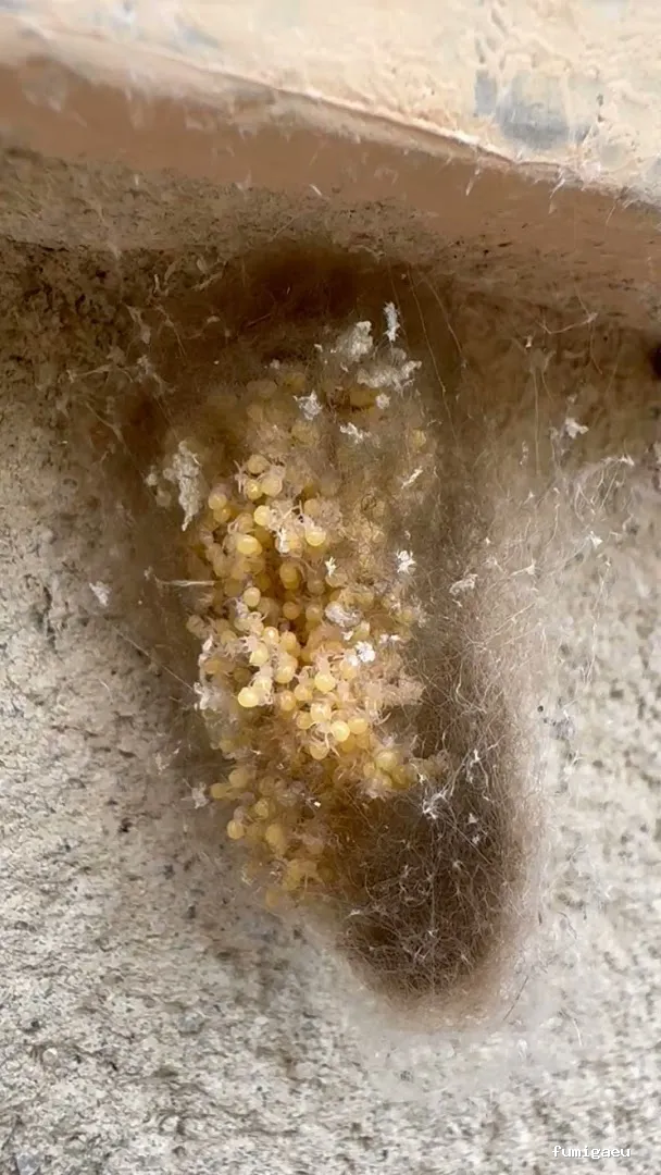 BiteFree Mosquito & Pest Control Málaga