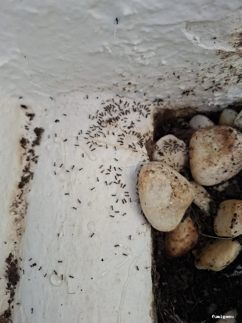 BiteFree Mosquito & Pest Control Málaga