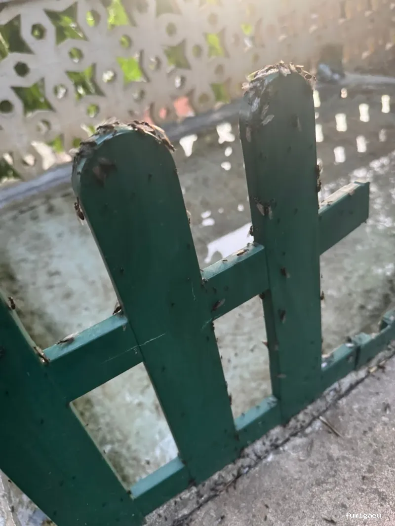 BiteFree Mosquito & Pest Control Málaga