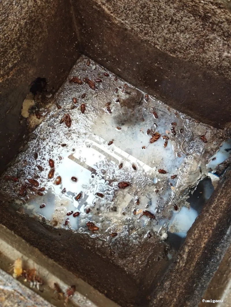 BiteFree Mosquito & Pest Control Málaga