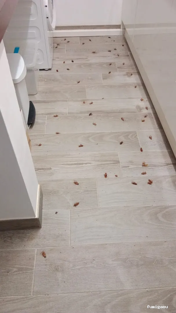 BiteFree Mosquito & Pest Control Málaga