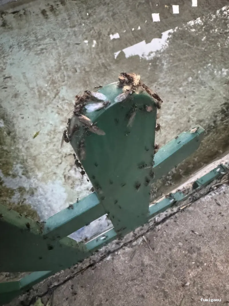 BiteFree Mosquito & Pest Control Málaga