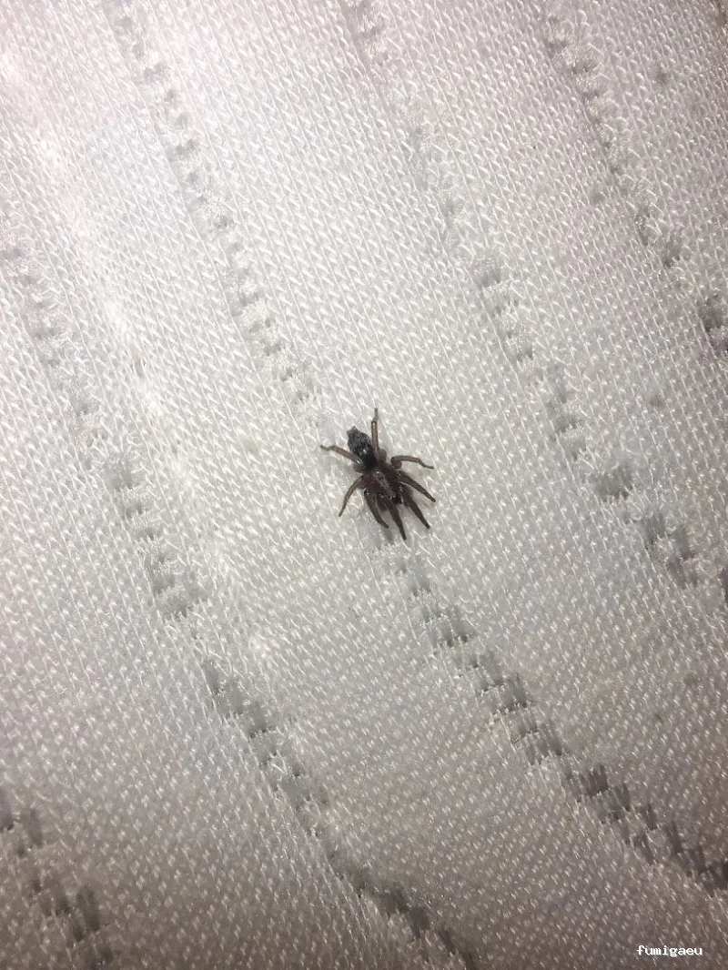 BiteFree Mosquito & Pest Control Málaga