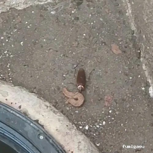 BiteFree Mosquito & Pest Control Málaga