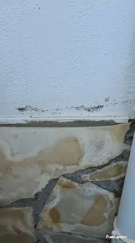 BiteFree Mosquito & Pest Control Málaga