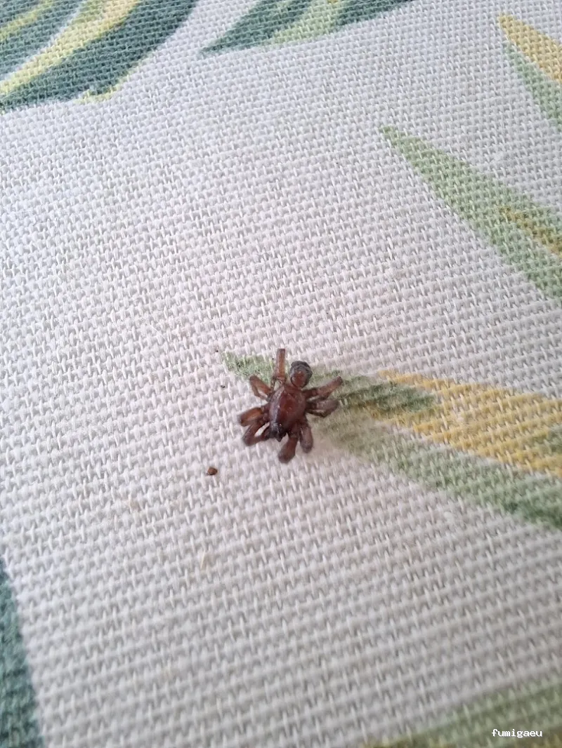 BiteFree Mosquito & Pest Control Málaga