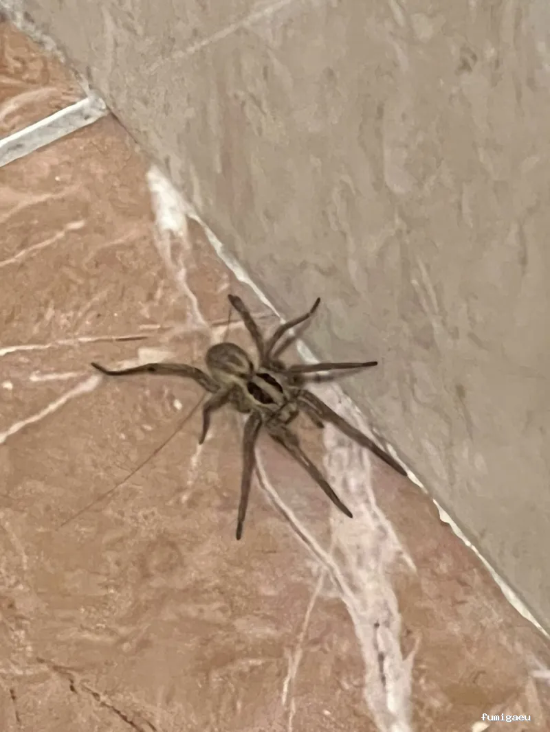 BiteFree Mosquito & Pest Control Málaga