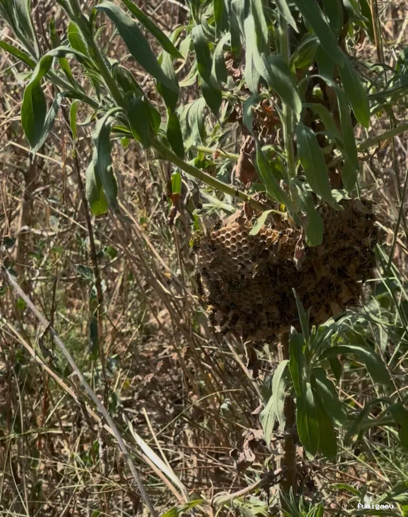BiteFree Mosquito & Pest Control Málaga