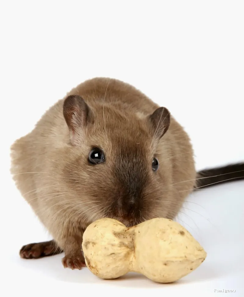 Plaguinor Higiene Ambiental S.L