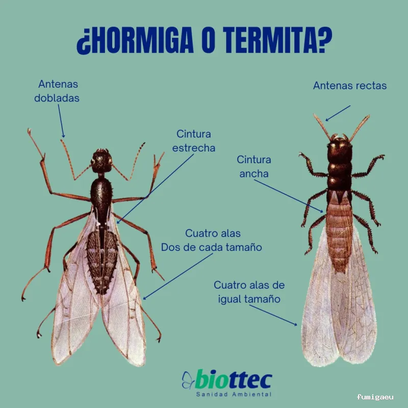 BIOTTEC Sanidad Ambiental y Control de Plagas