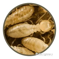 Sersade. Desratización. Control de plagas