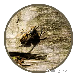 Sersade. Desratización. Control de plagas