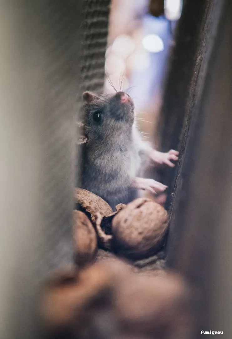 Sersade. Desratización. Control de plagas