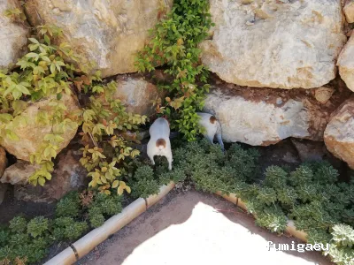 Mantenimalaga Contraplagas Control de Plagas