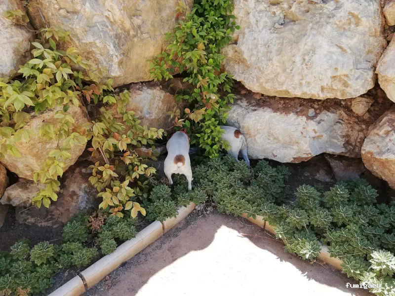 Mantenimalaga Contraplagas Control de Plagas