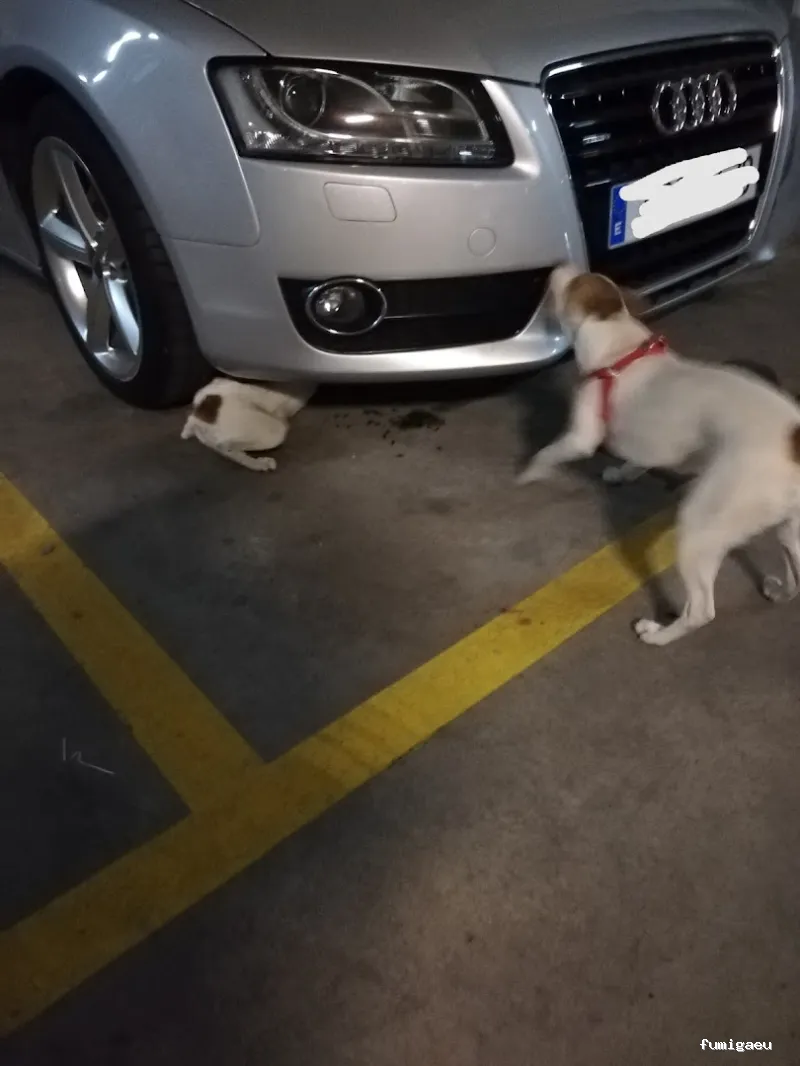 Mantenimalaga Contraplagas Control de Plagas