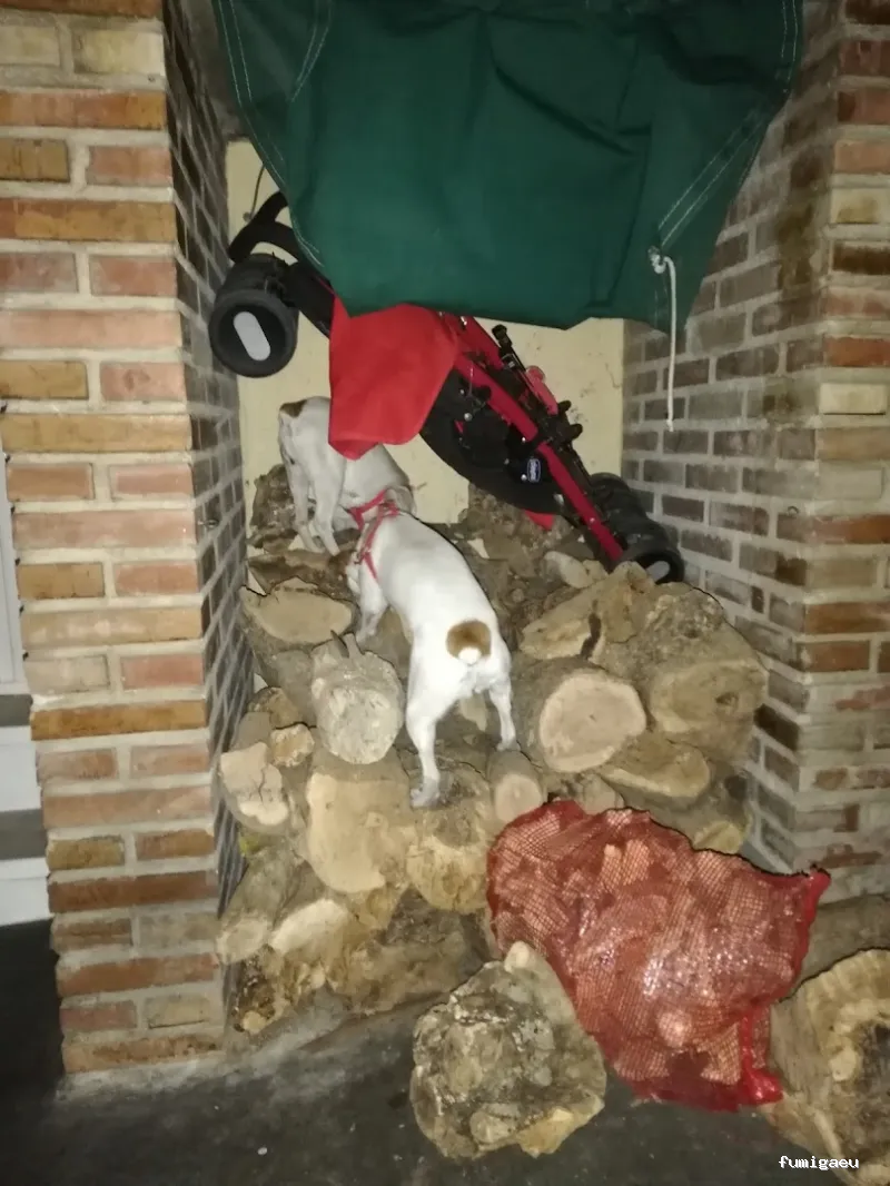 Mantenimalaga Contraplagas Control de Plagas