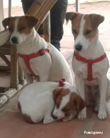 Mantenimalaga Contraplagas Control de Plagas