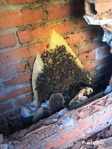 Retirada De Colmenas Madrid