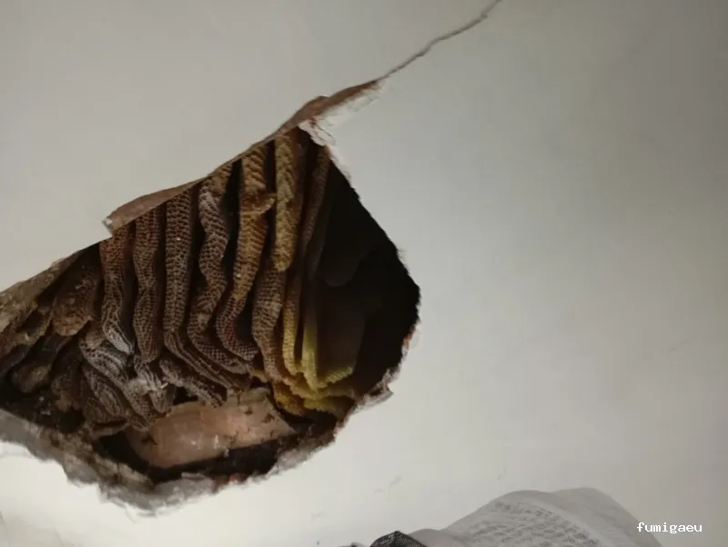 Retirada De Colmenas Madrid