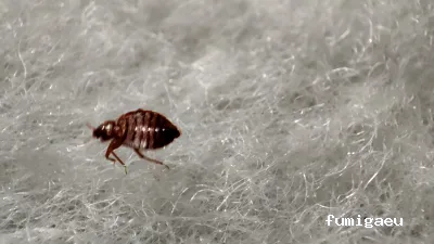 RapiPlaga Control de Plagas Marbella