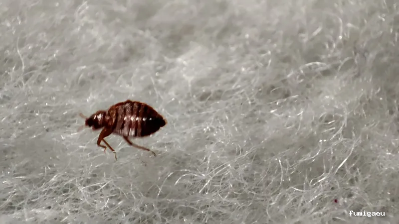 RapiPlaga Control de Plagas Marbella